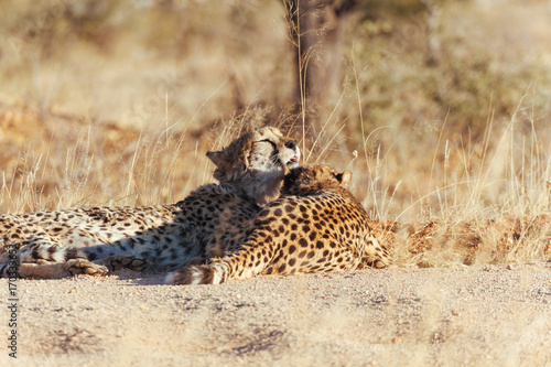 Cheetah in Nature