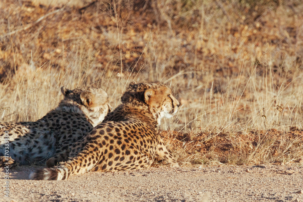 Naklejka premium Cheetah in Nature