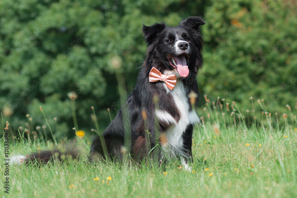 Sitting border collie gentleman with striped bow
