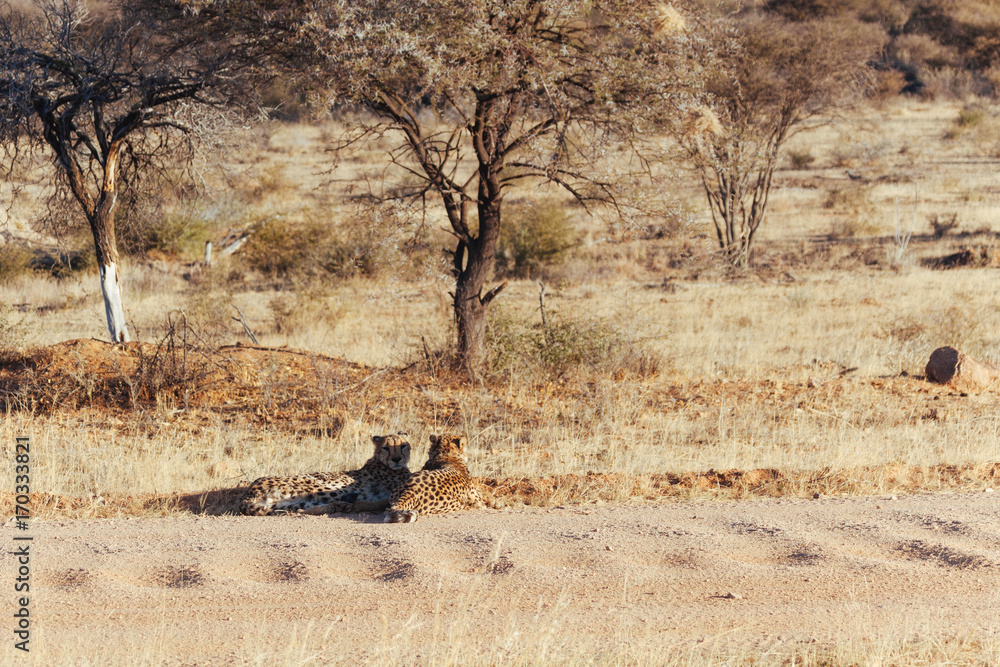 Cheetah in Nature Cheetah in Nature