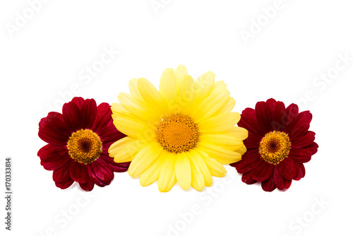 yellow daisy flowers isolated