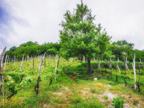 Landscape with green vineyards. A young vine grows in a field on a slope