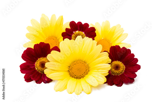 yellow daisy flowers isolated