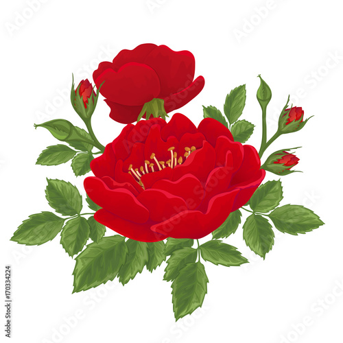 English  red rose graphic flowers.