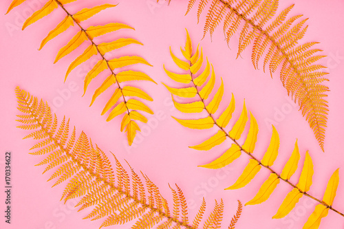 Autumn Arrives. Fall Leaves Background. Fern Leaf Fashion Design. Art Gallery. Minimal. Yellow fern Leaf on Pink. Autumn fall fashion. Vintage Concept