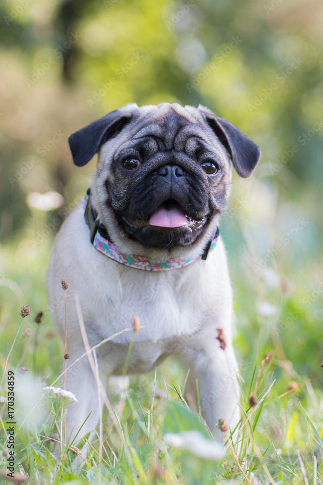 Portrait of a sitting pug