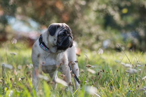 Portrait of a sitting pug