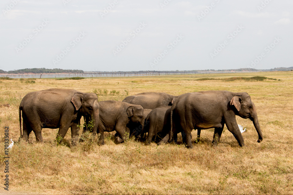 Watching wild elephants during jeep safari in Kandulla national park Sri Lanka Watching wild elephants during jeep safari in Kandulla national park Sri Lanka
