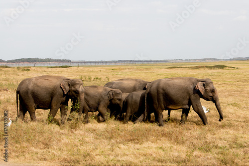 Watching wild elephants during jeep safari in Kandulla national park Sri Lanka