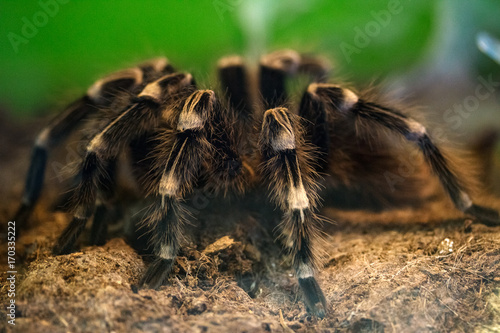 spider-tarantula sits on the ground