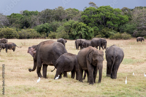 Watching wild elephants during jeep safari in Kandulla national park Sri Lanka © Ronny