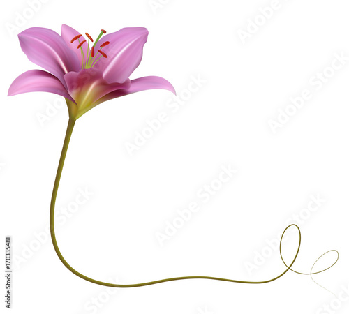 Realistic purple lily flower, corner.