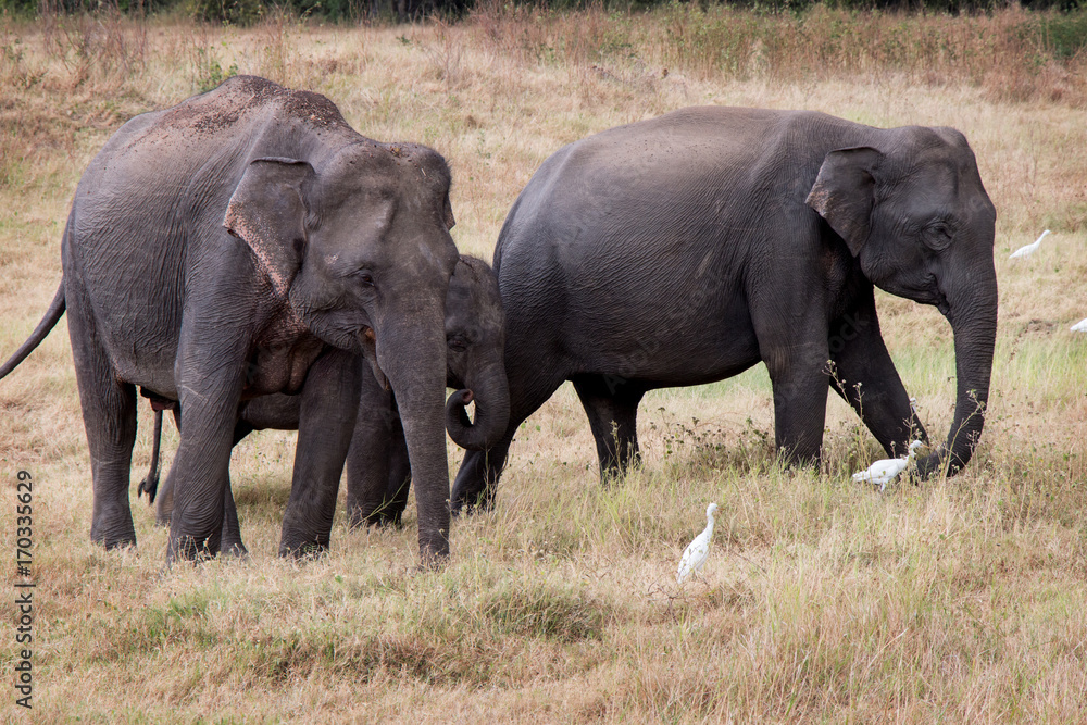 Watch Wild Elephants during jeef safari n Kandulla Nature Park in Sri Lanka