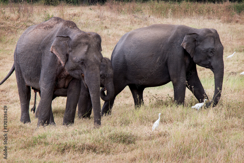 Fototapeta premium Watch Wild Elephants during jeef safari n Kandulla Nature Park in Sri Lanka