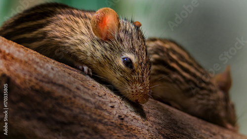 maus auf baum photo