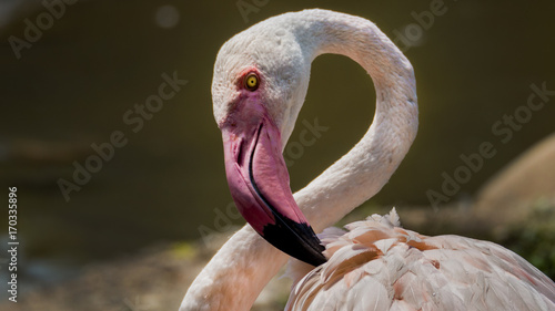 Fototapeta Naklejka Na Ścianę i Meble -  flamingo
