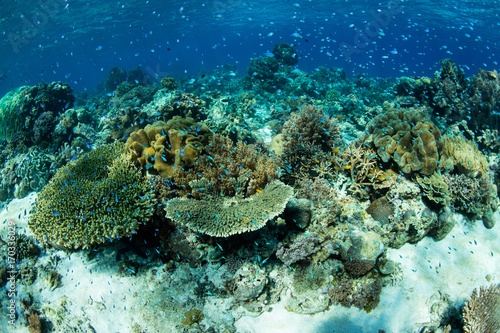 Beautiful Coral Reef in Alor, Indonesia