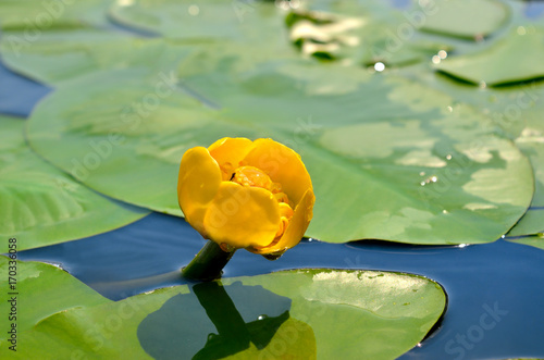 Fototapeta Naklejka Na Ścianę i Meble -  Yellow water lily spatter-dock among green leaves