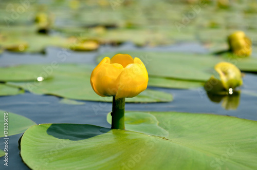 Fototapeta Naklejka Na Ścianę i Meble -  Yellow water lily spatter-dock among green leaves