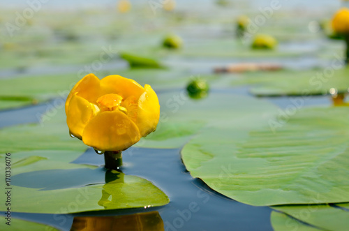 Yellow water lily spatter-dock among green leaves