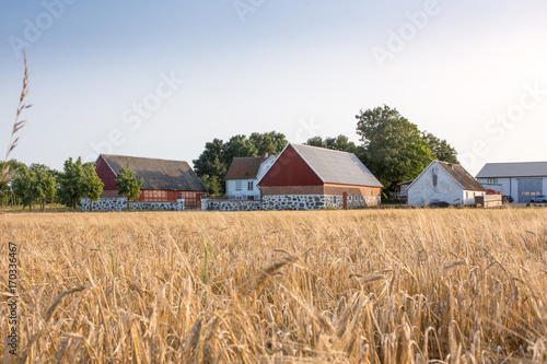 Barley field ready for haravesting with farmhouses in the background
