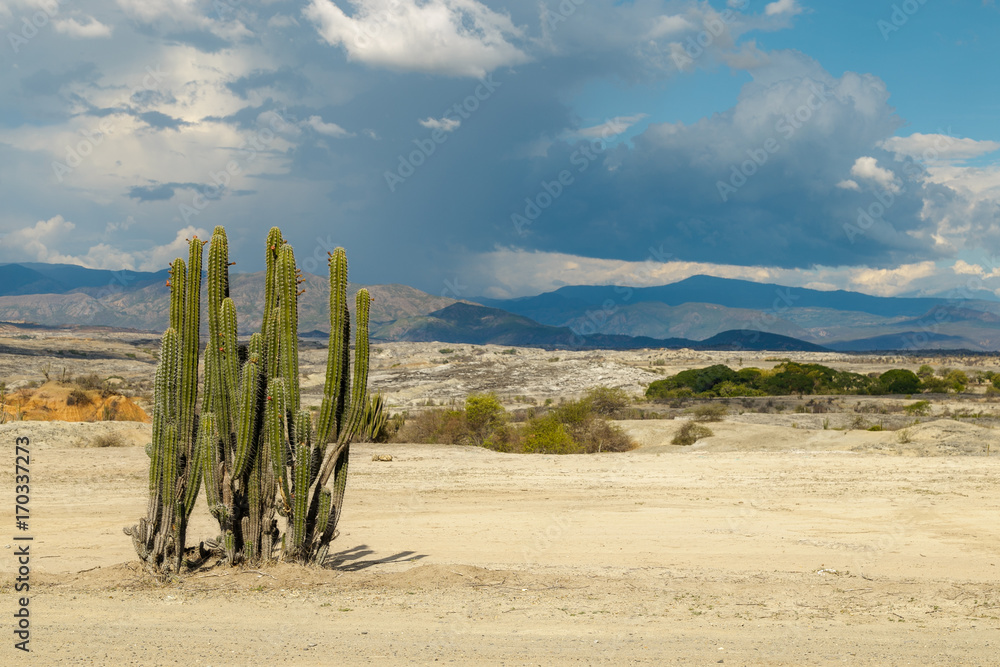 big cactuses in red desert, tatacoa desert, colombia, latin america, clouds and sand, red sand in desert big cactuses in red desert, tatacoa desert, colombia, latin america, clouds and sand, red sand in desert