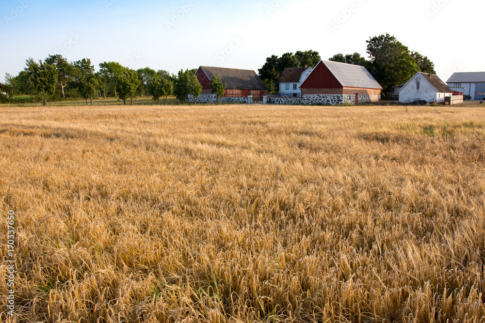 Baraley field ready for harvest with farm houses in the background Baraley field ready for harvest with farm houses in the background