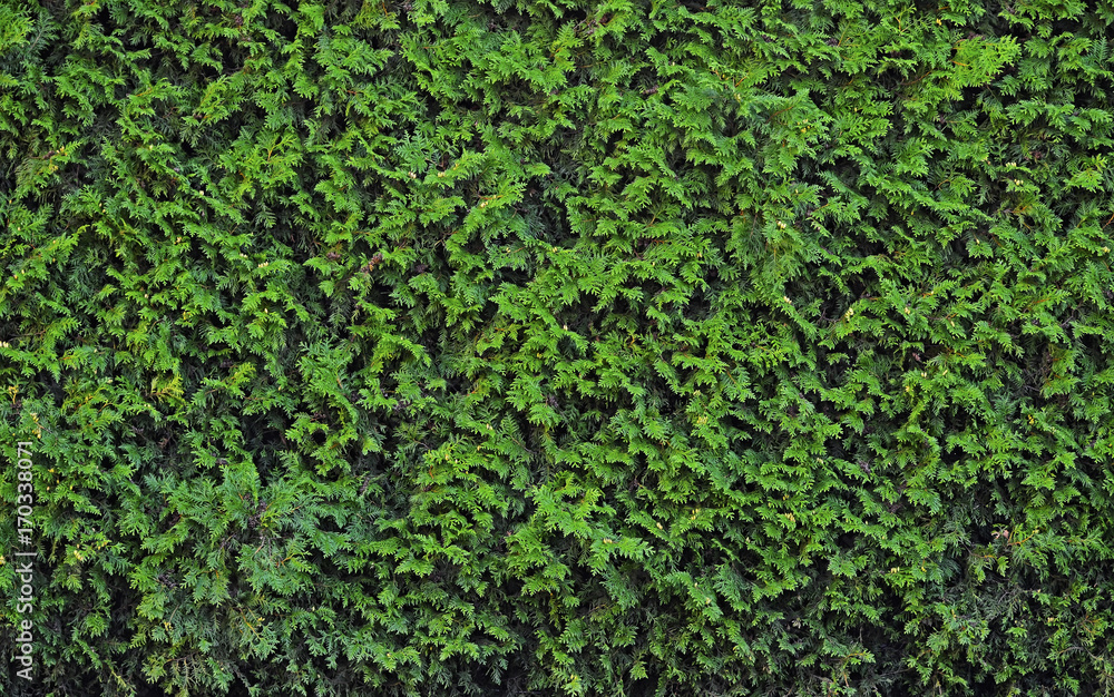 Background of christmas fir tree branches ,texture Background of christmas fir tree branches ,texture