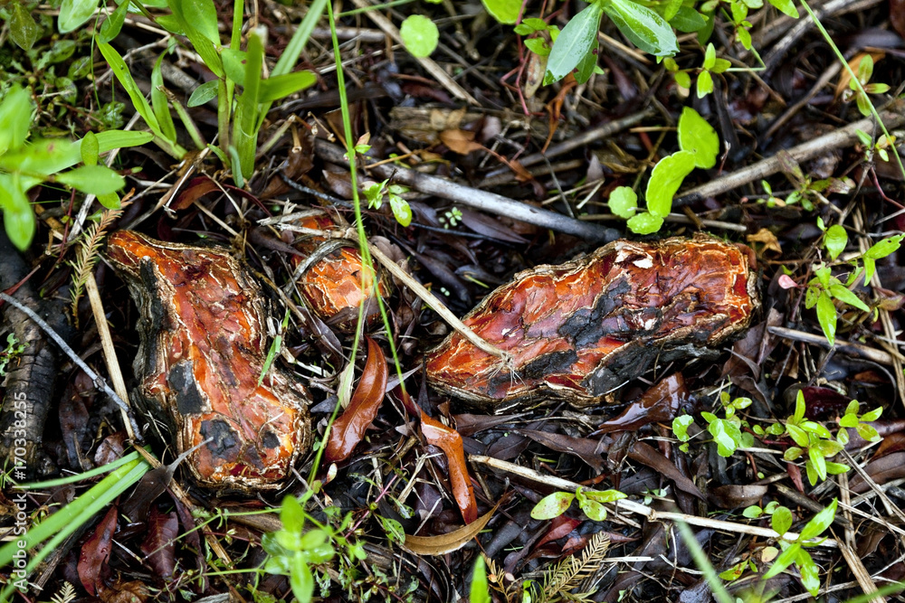 Fototapeta premium Close up of cypress roots in wetlands setting.