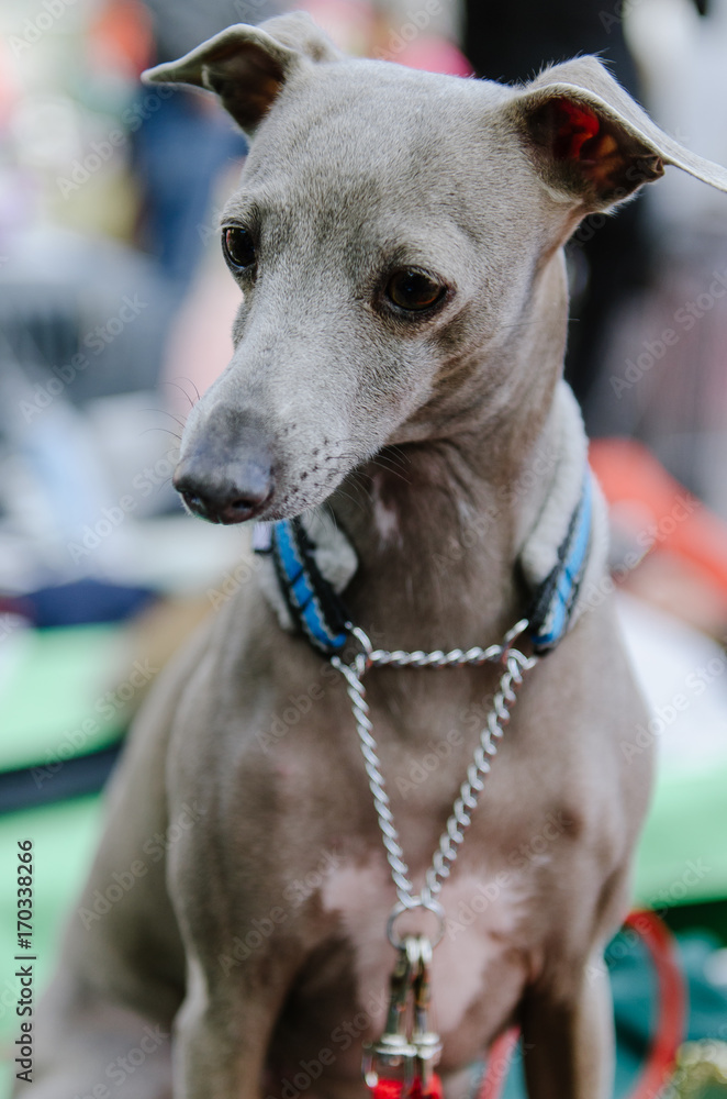 dog greyhound on show in summer park