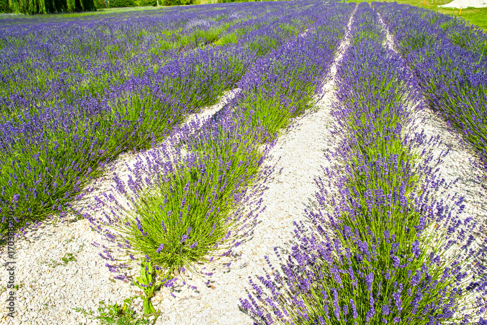 Obraz premium Lavender flowers in the sunlight