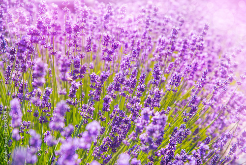 Lavender flowers in the sunlight
