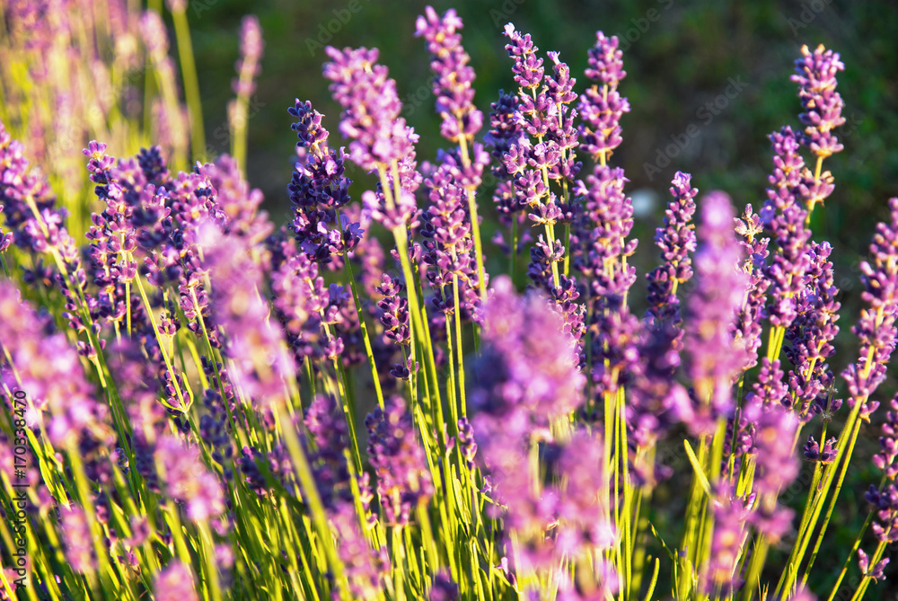 Naklejka premium Lavender flowers in the sunlight