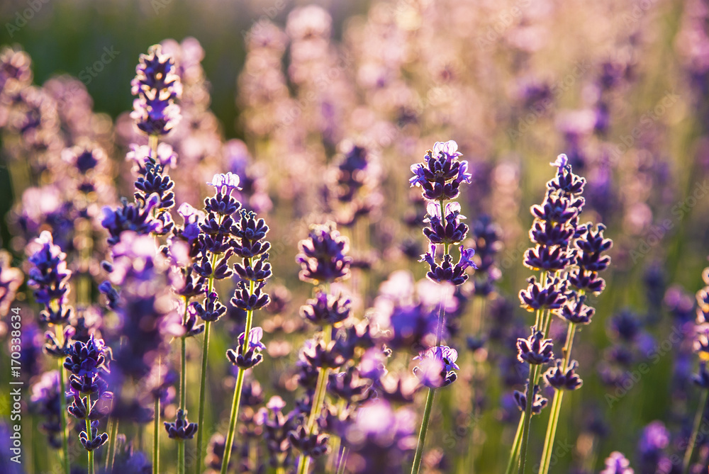 Fototapeta premium Lavender flowers in the sunlight
