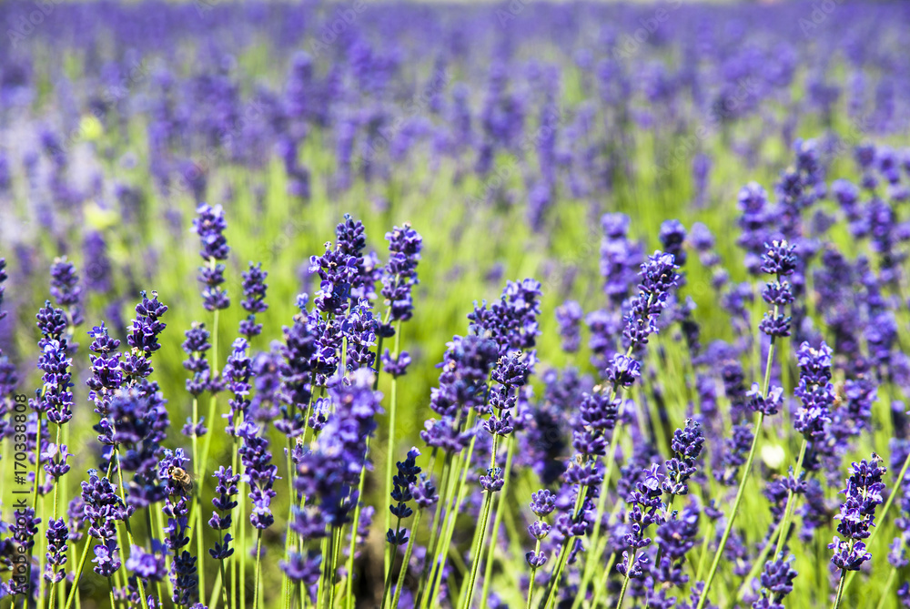 Fototapeta premium Lavender flowers in the sunlight