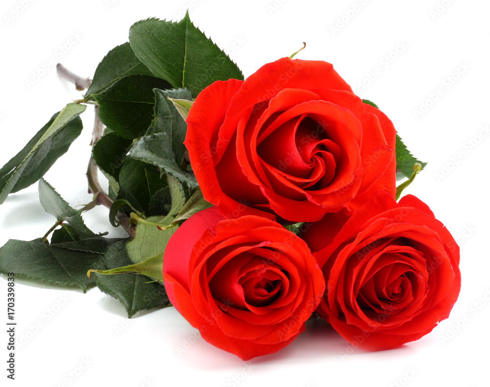 red rose isolated on a white background red rose isolated on a white background