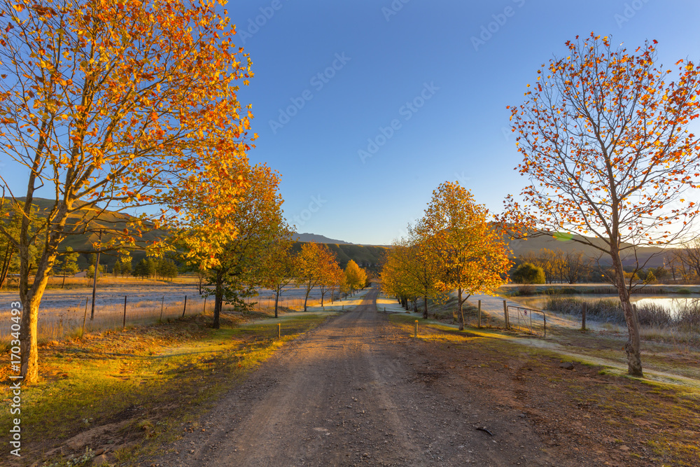 Autumn colored trees lined the dirt road Autumn colored trees lined the dirt road