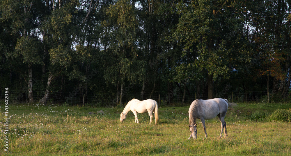 White and gray horse grazing in green field against a dark forest background White and gray horse grazing in green field against a dark forest background