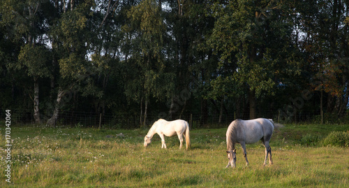 White and gray horse grazing in green field against a dark forest background