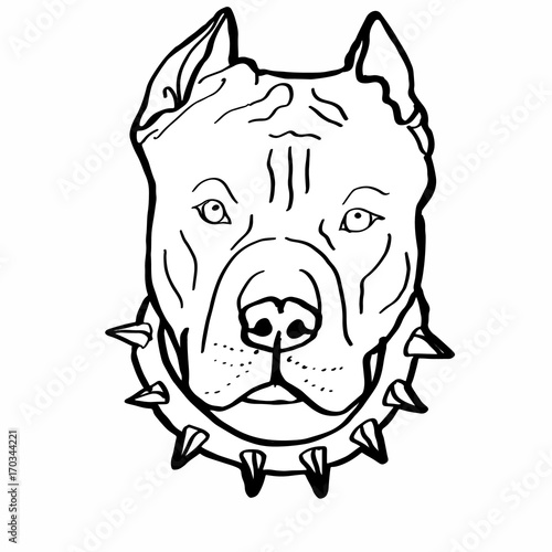 Fotografie pitbull colouring