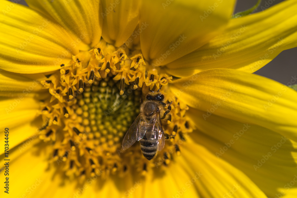 Gelbe Sonnenblume vor blauem Sommerhimmel mit Wolken Gelbe Sonnenblume vor blauem Sommerhimmel mit Wolken