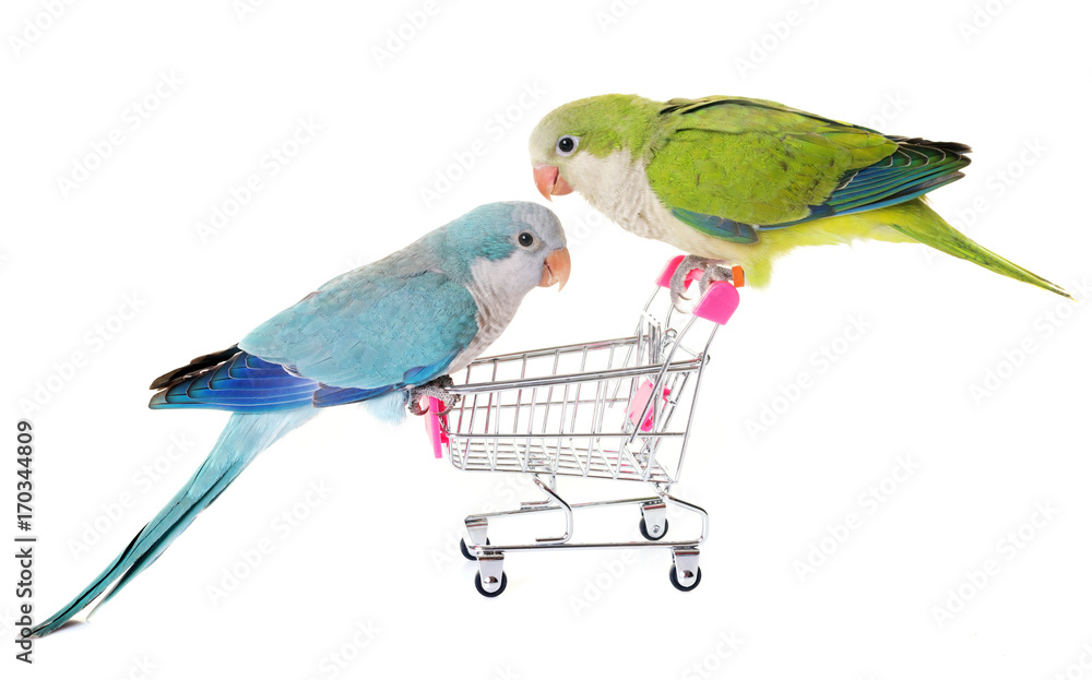 Obraz premium Monk parakeet in studio