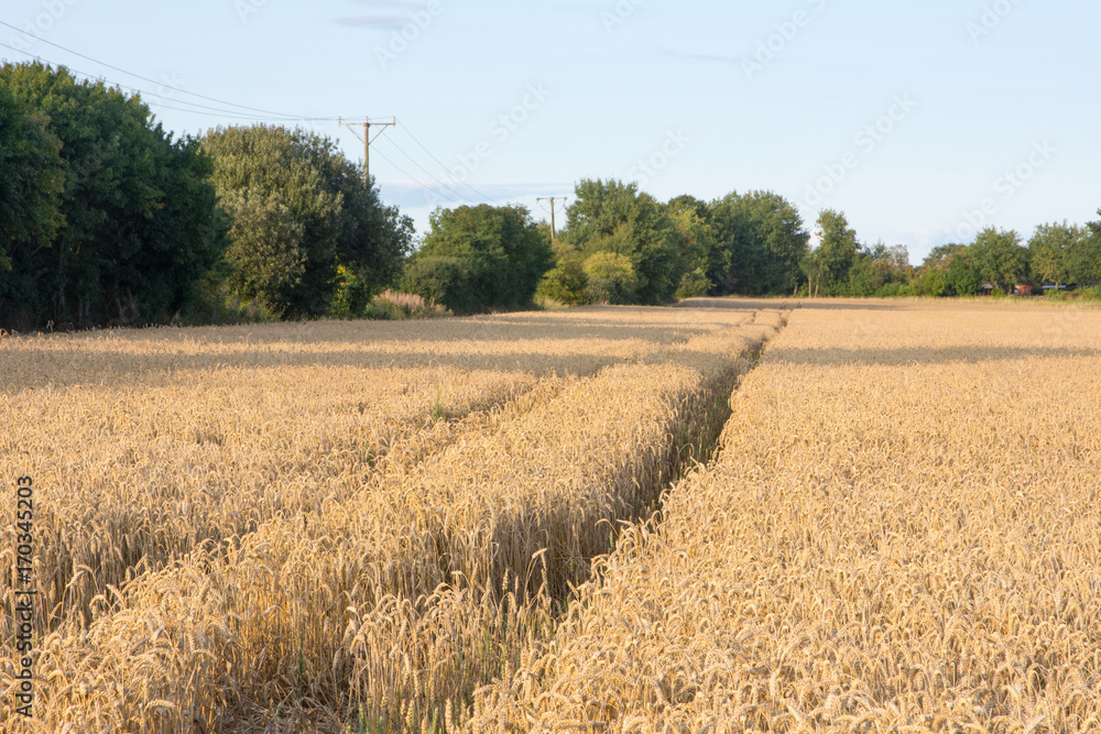 Wheat field ready for harvest with tractor tracks running through the field