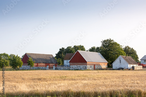 Swedish farmhouses with wheat field in the foreground
