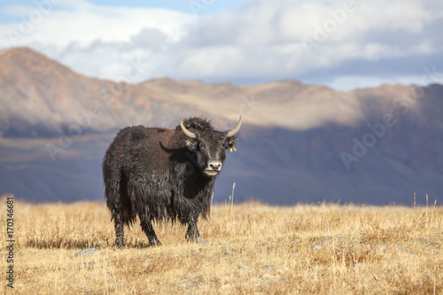 Yak in Altai Tavan Bogd National Park, Mongolia	 photo