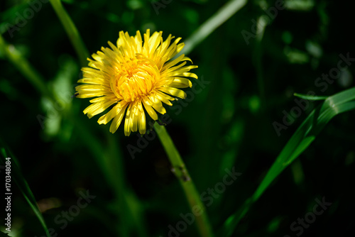 Fototapeta Naklejka Na Ścianę i Meble -  Loewenzahn