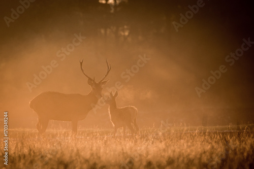 common deer