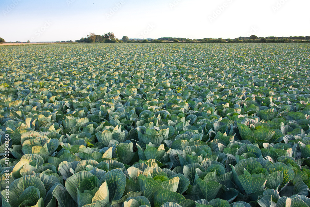 Fototapeta premium Cabbage field