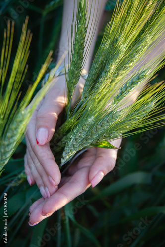 wheat in the palms