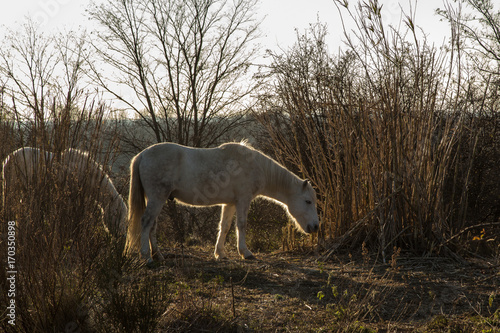 Fototapeta Naklejka Na Ścianę i Meble -  horse in Camargue